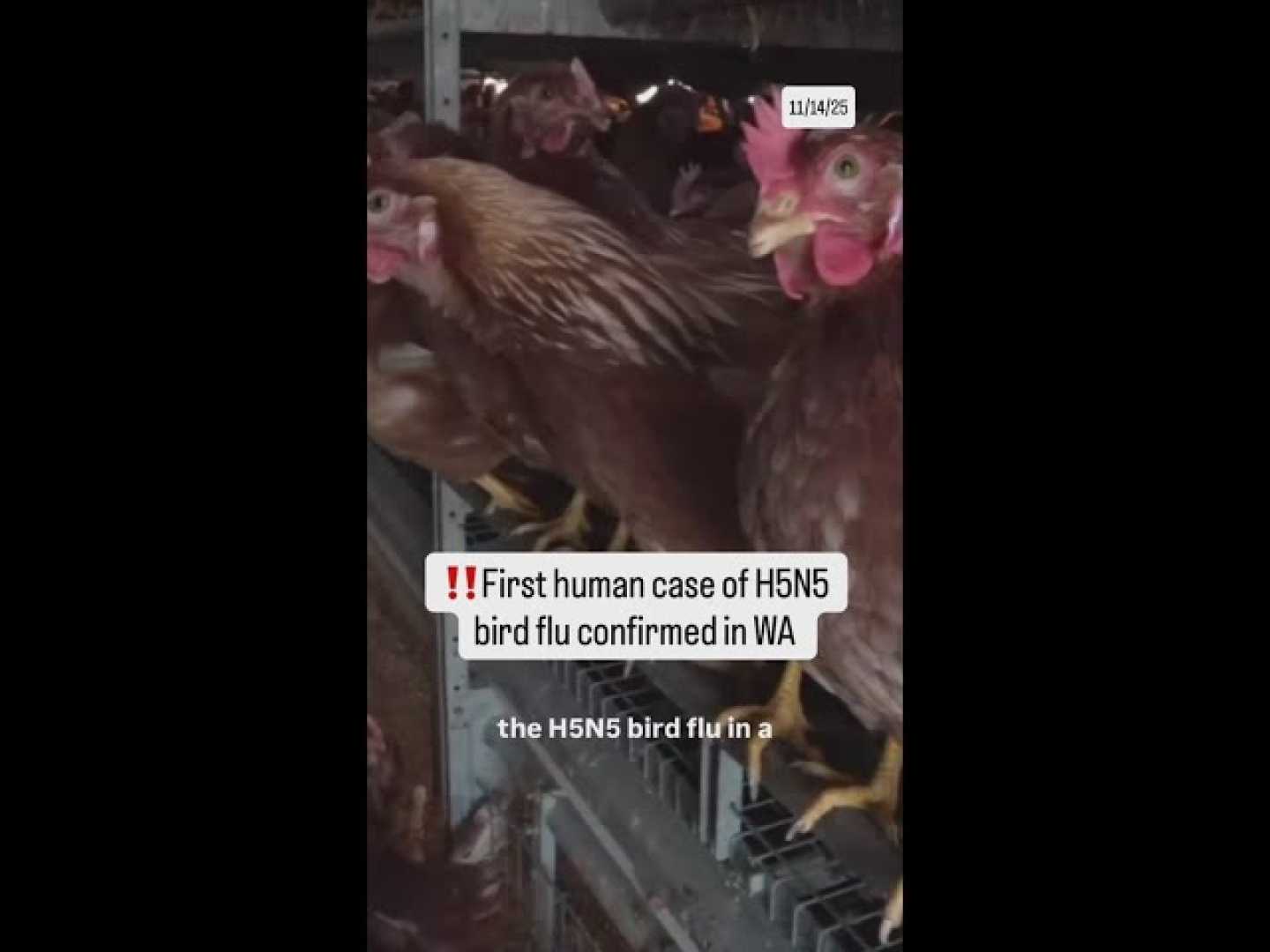 H5n5 Bird Flu Washington Case