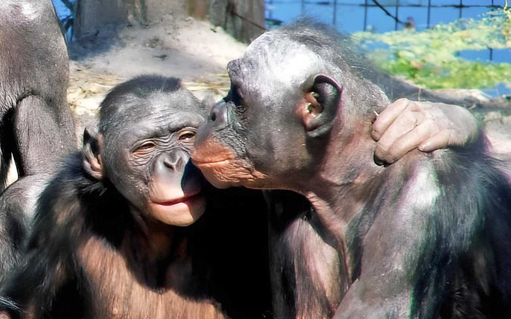 Kissing Animals Behavior Research