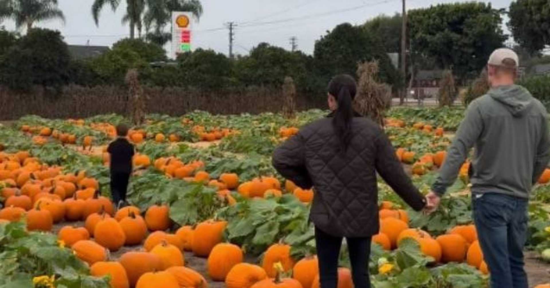 Meghan Markle Prince Harry Pumpkin Patch