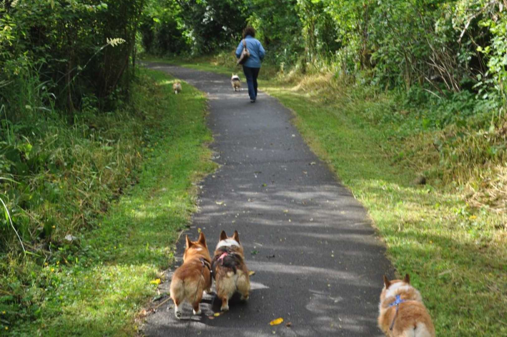 Montesano Dog Parks Trails