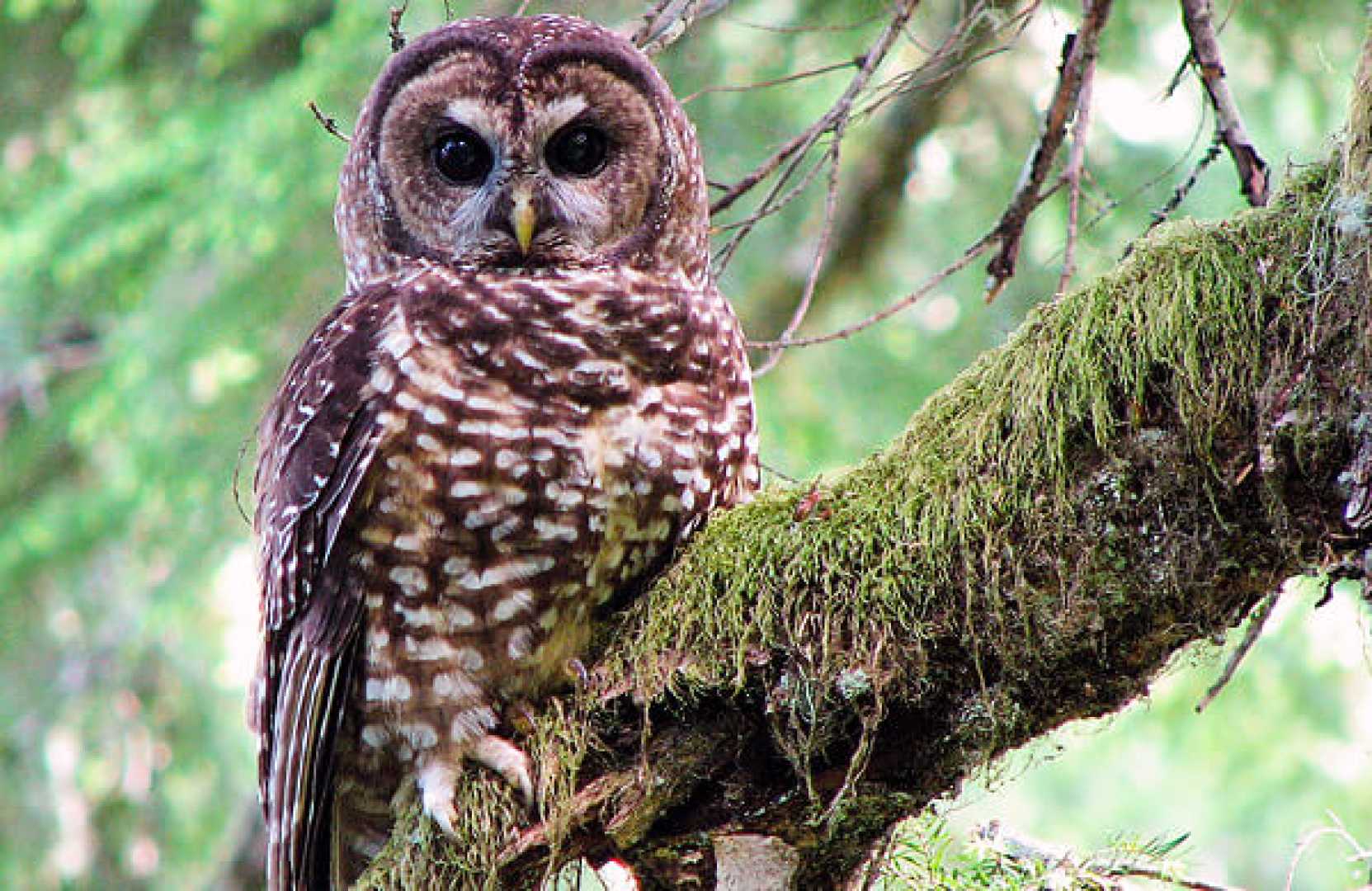 Northern Spotted Owl Protection