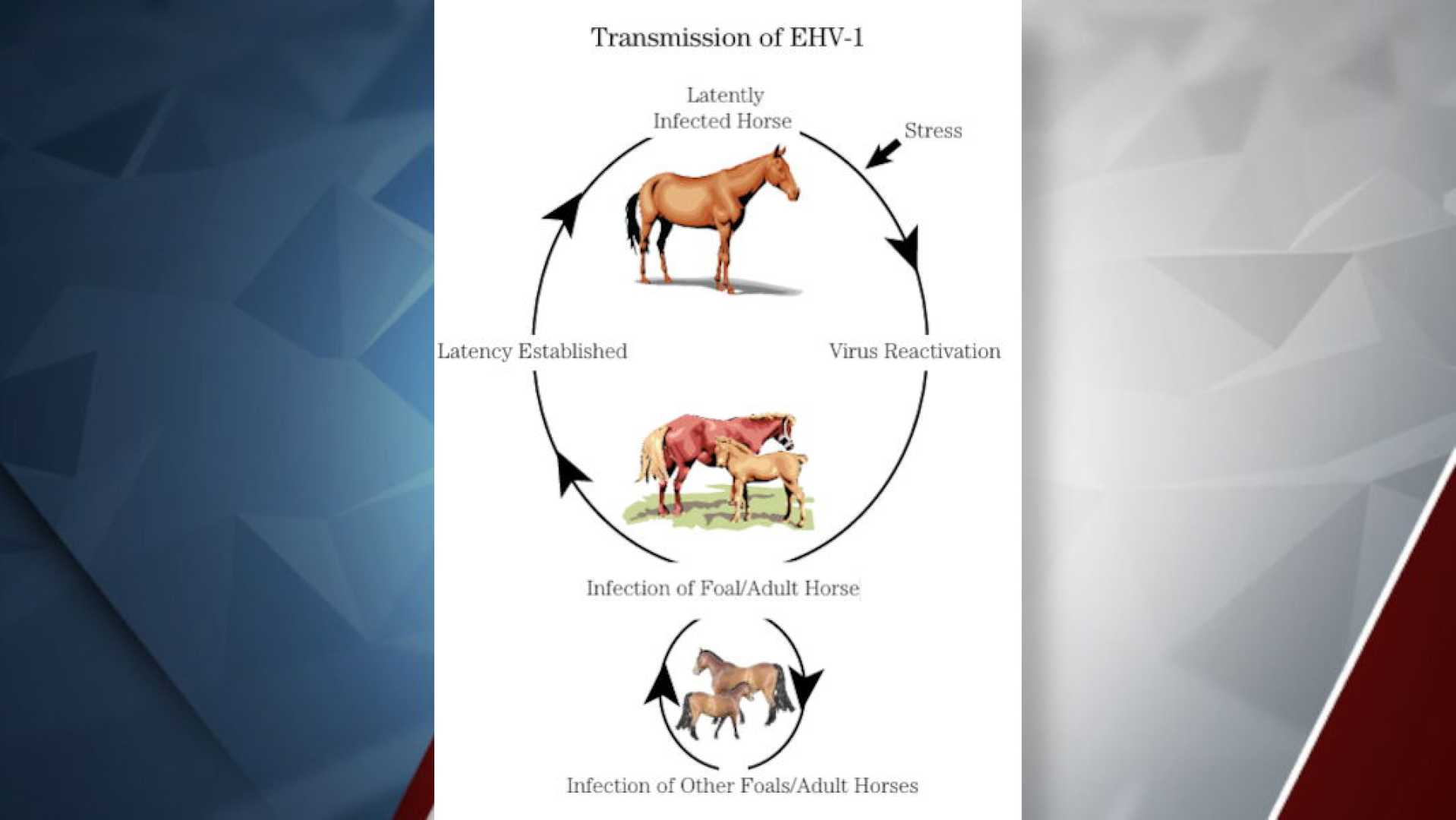 Oregon Expo Equine Herpesvirus Outbreak