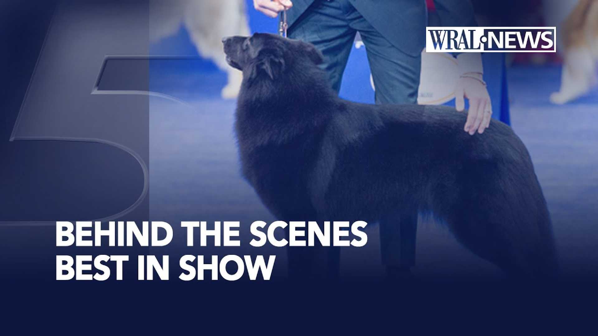 Soleil Belgian Sheepdog National Dog Show