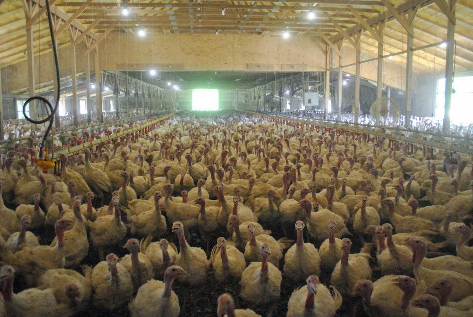Thanksgiving Turkey Farm And Bird Flu Outbreak