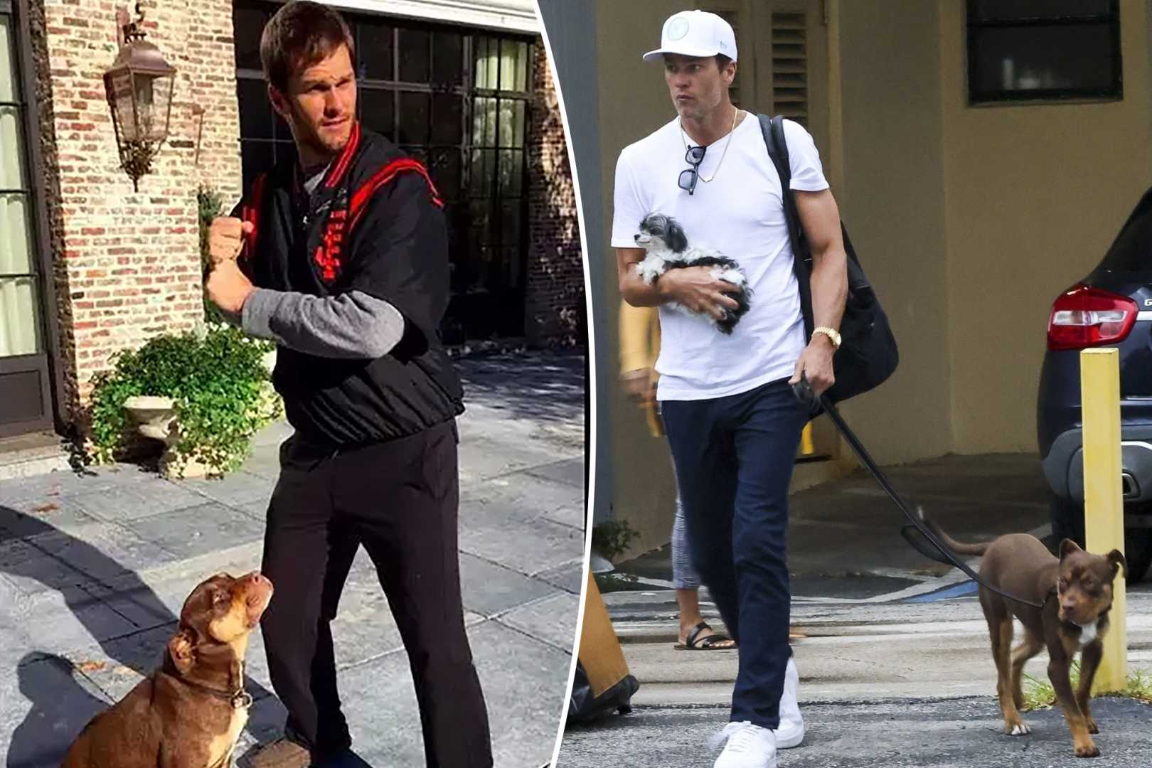 Tom Brady Dog Cloning