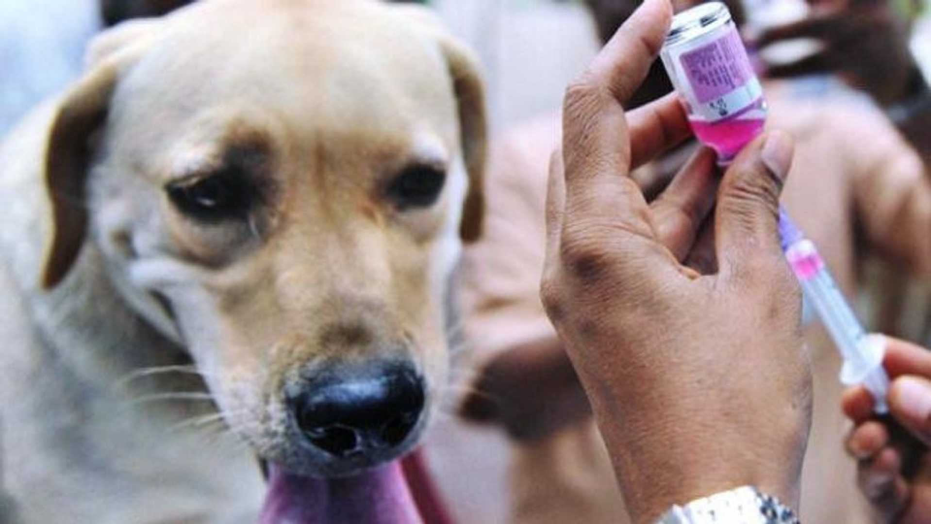 Trinity County Rabies Vaccination Pets