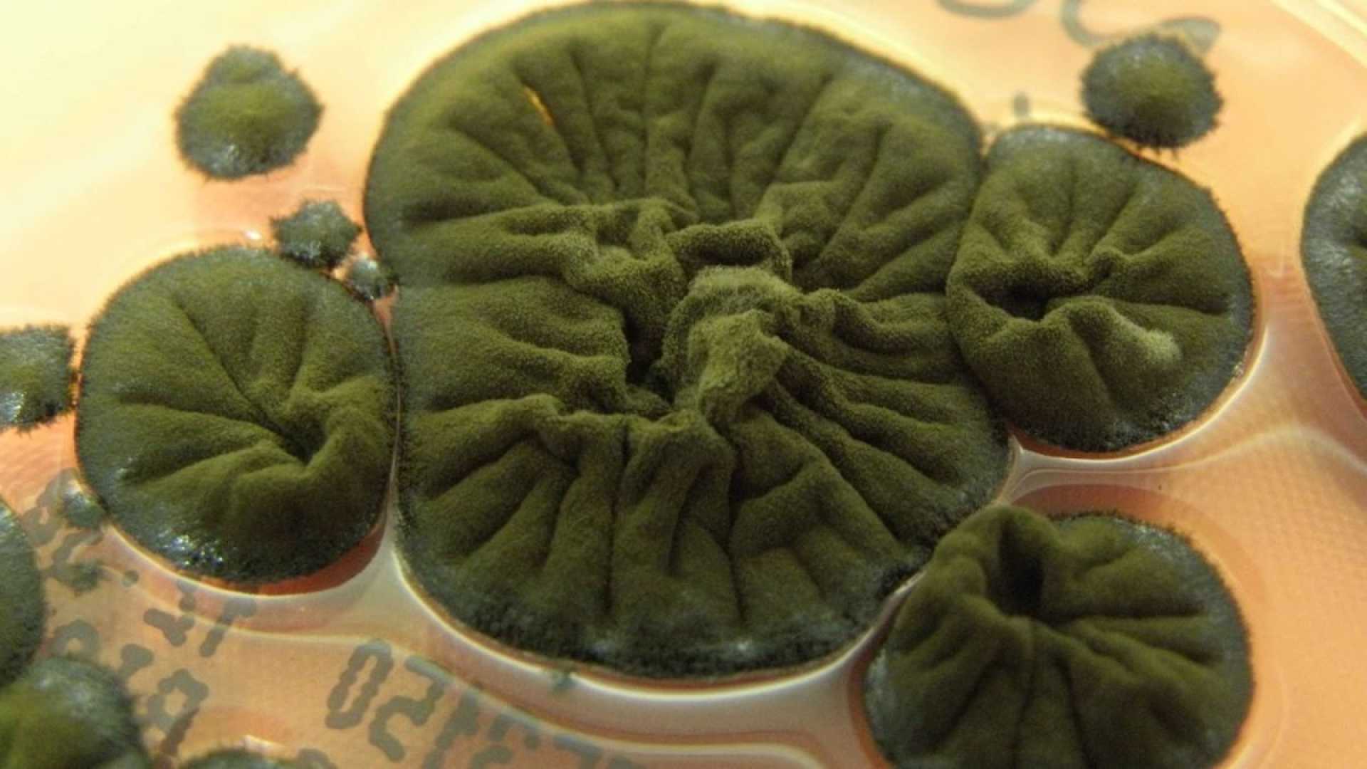 Chernobyl Fungus Cladosporium Sphaerospermum