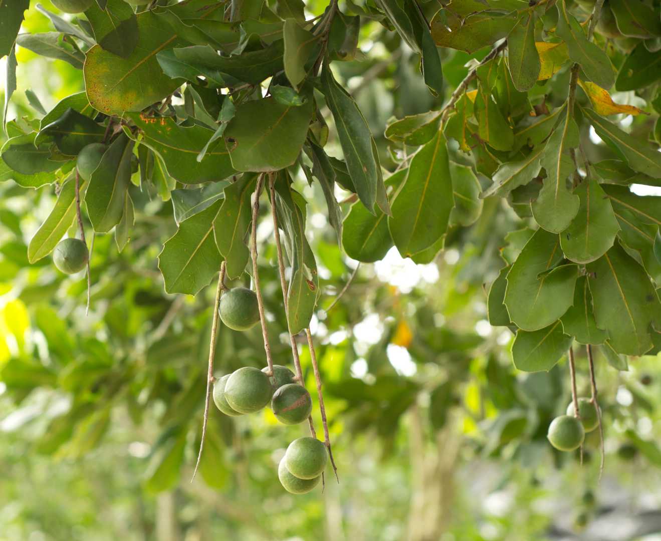Home Orchard Fruit And Nut Trees